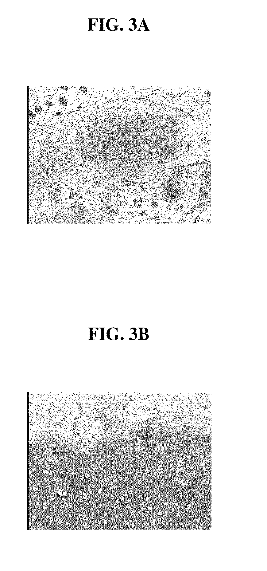 Biocompatible scaffolds with tissue fragments