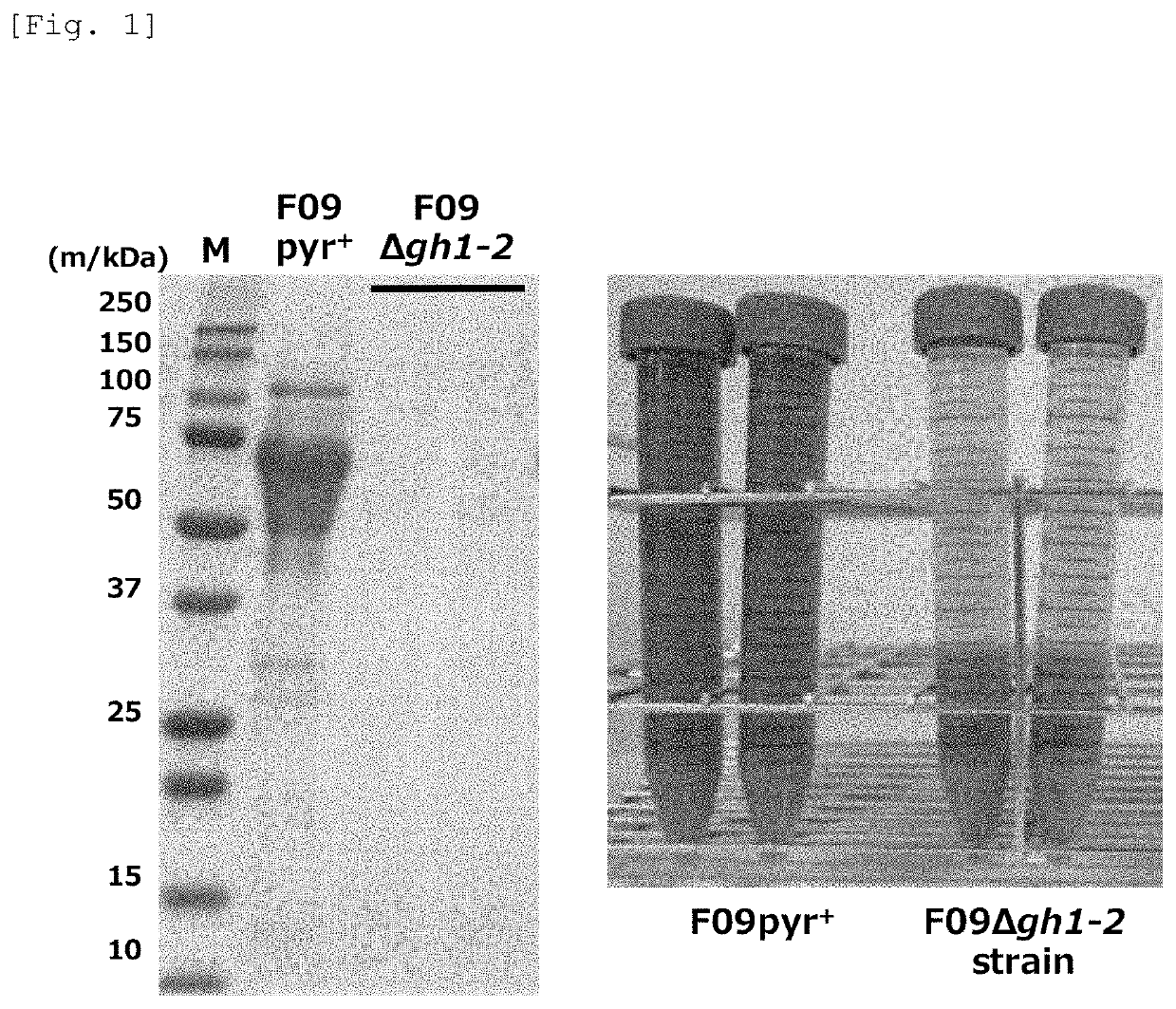 Method for producing a protein and disaccharide using a <i>Talaromyces cellulolyticus</i>