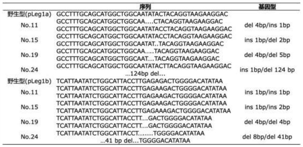 A high-efficiency gene knockout vector and its application