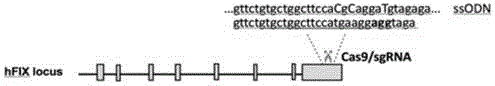 Site specific repairing carrier system and method of blood coagulation factor genetic mutation