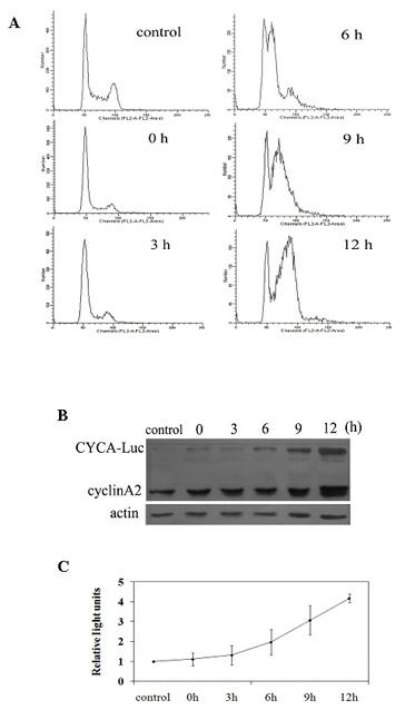 Bioluminescent reporter gene for monitoring DNA (Deoxyribonucleic Acid) synthesis phase and application thereof