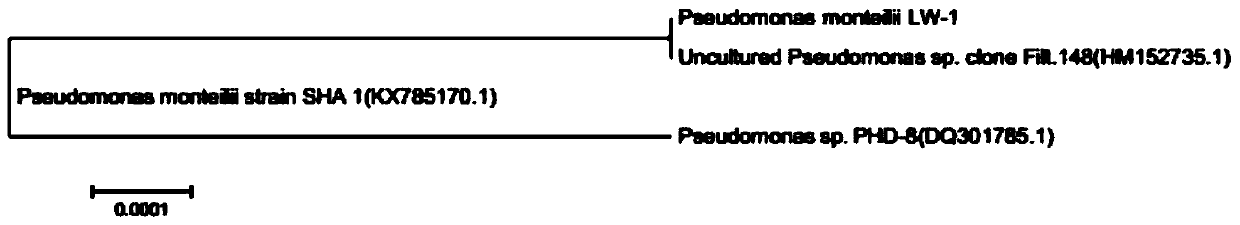 A bioactive filler containing Pseudomonas monsonii