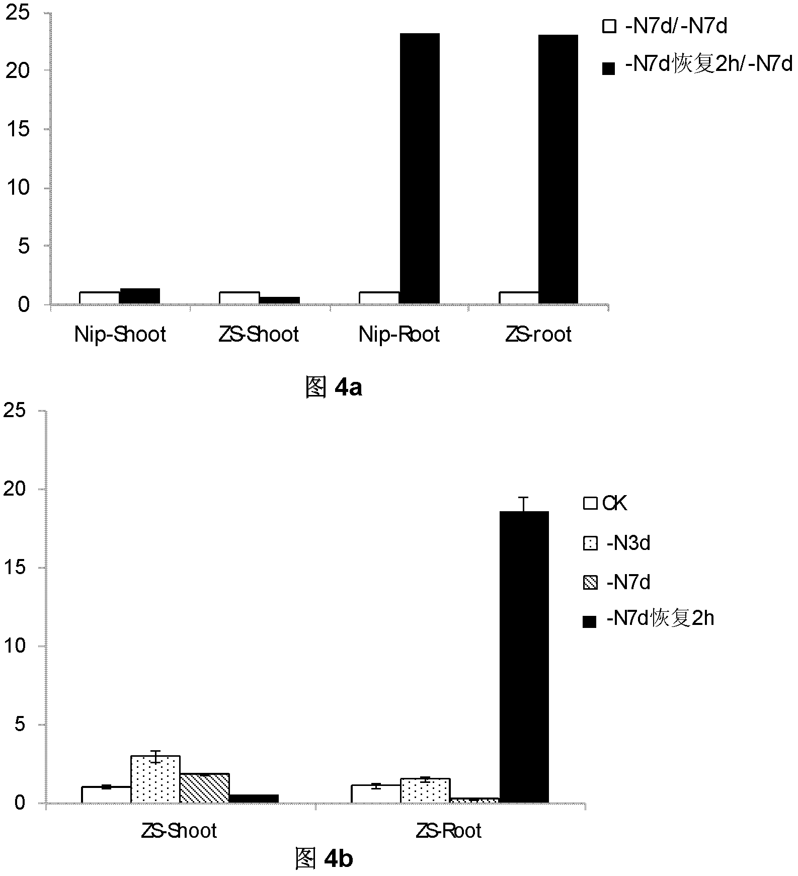 Nitrogen supply recovery specific induced expression promoter Y2 after paddy rice nitrogen deficiency, and application thereof