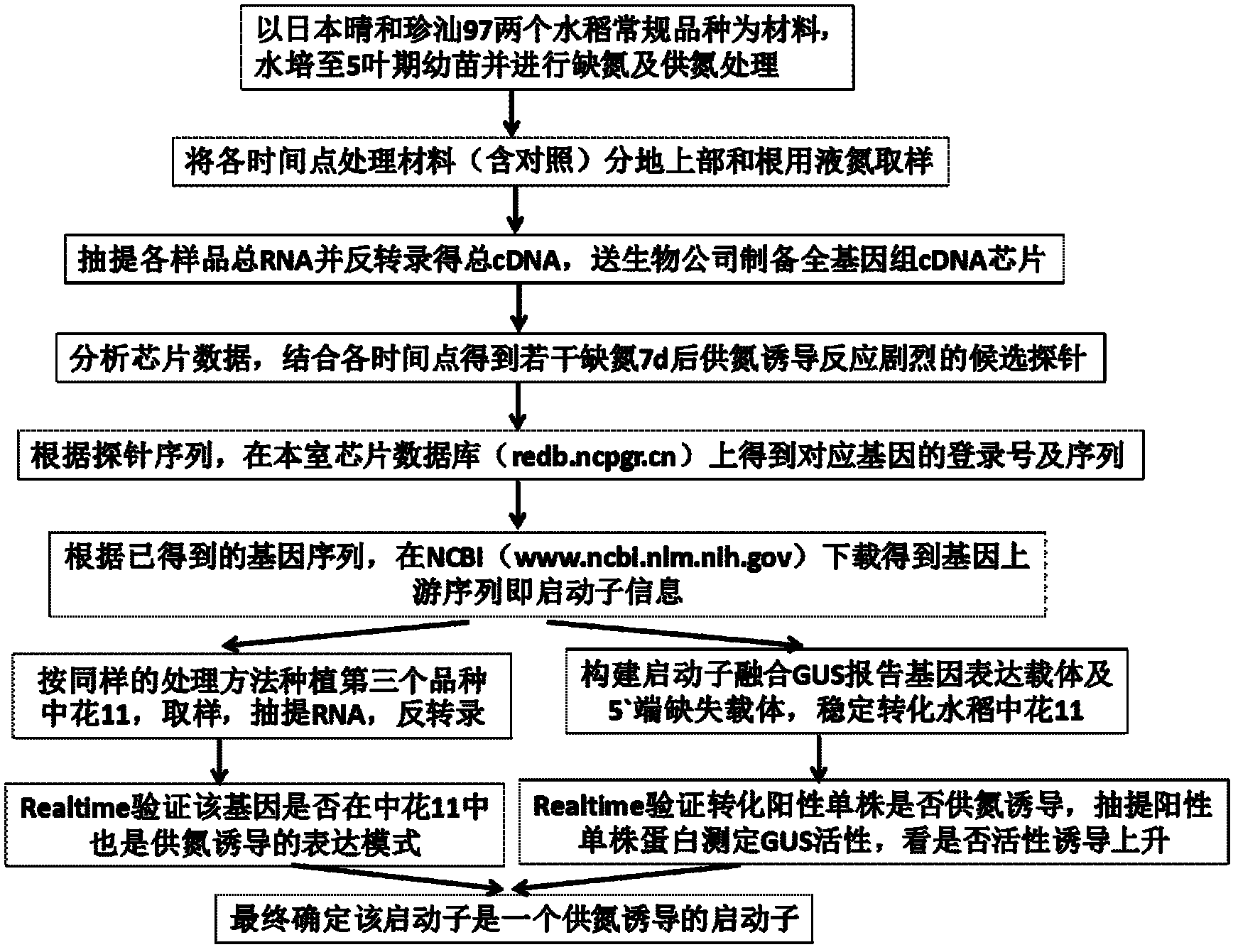 Nitrogen supply recovery specific induced expression promoter Y2 after paddy rice nitrogen deficiency, and application thereof