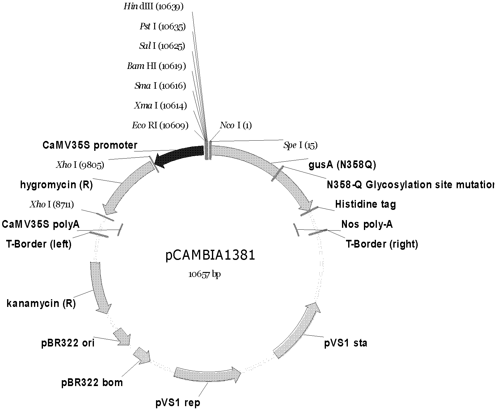 Nitrogen supply recovery specific induced expression promoter Y2 after paddy rice nitrogen deficiency, and application thereof