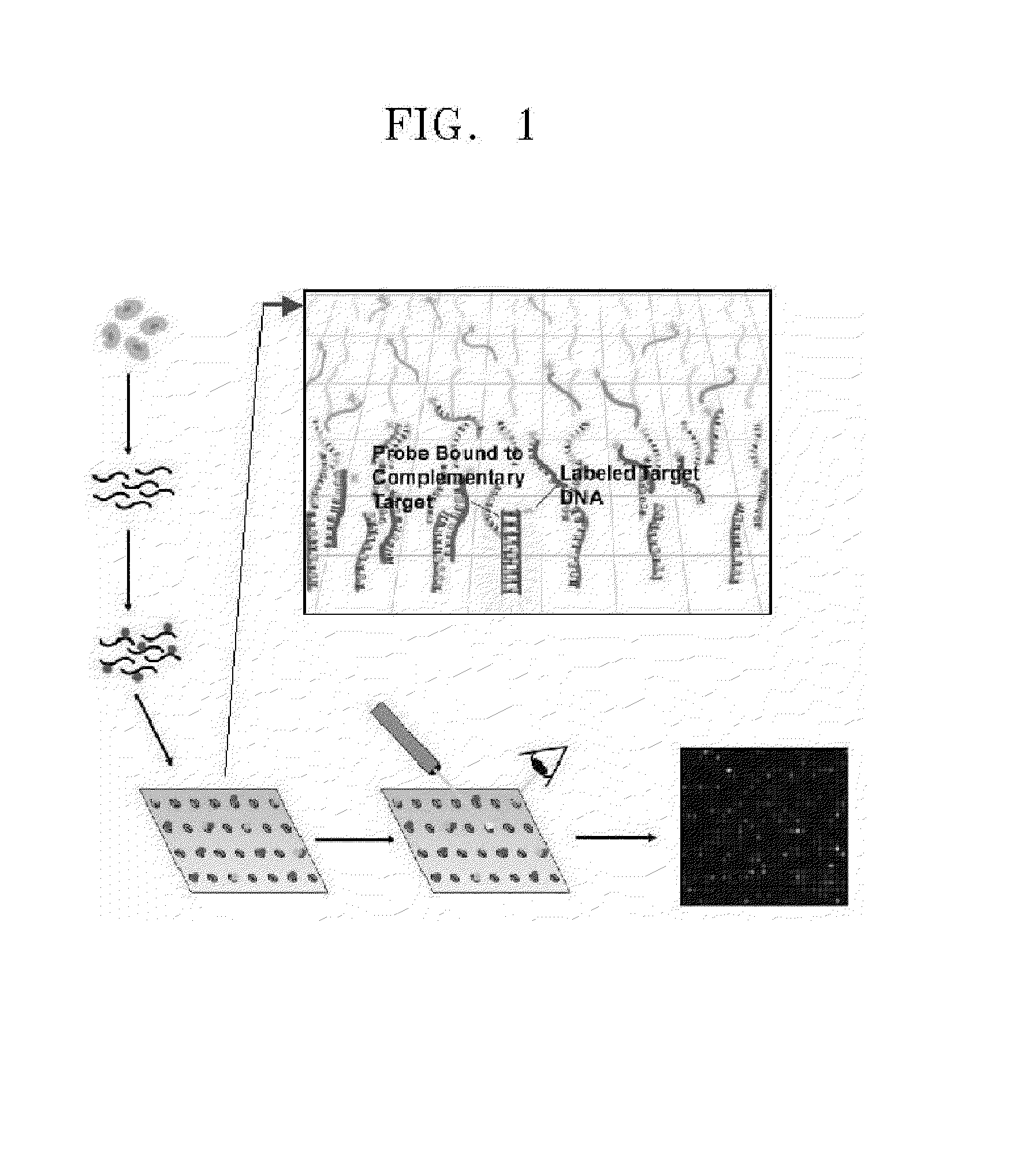 Apparatus and method for coding genetic information