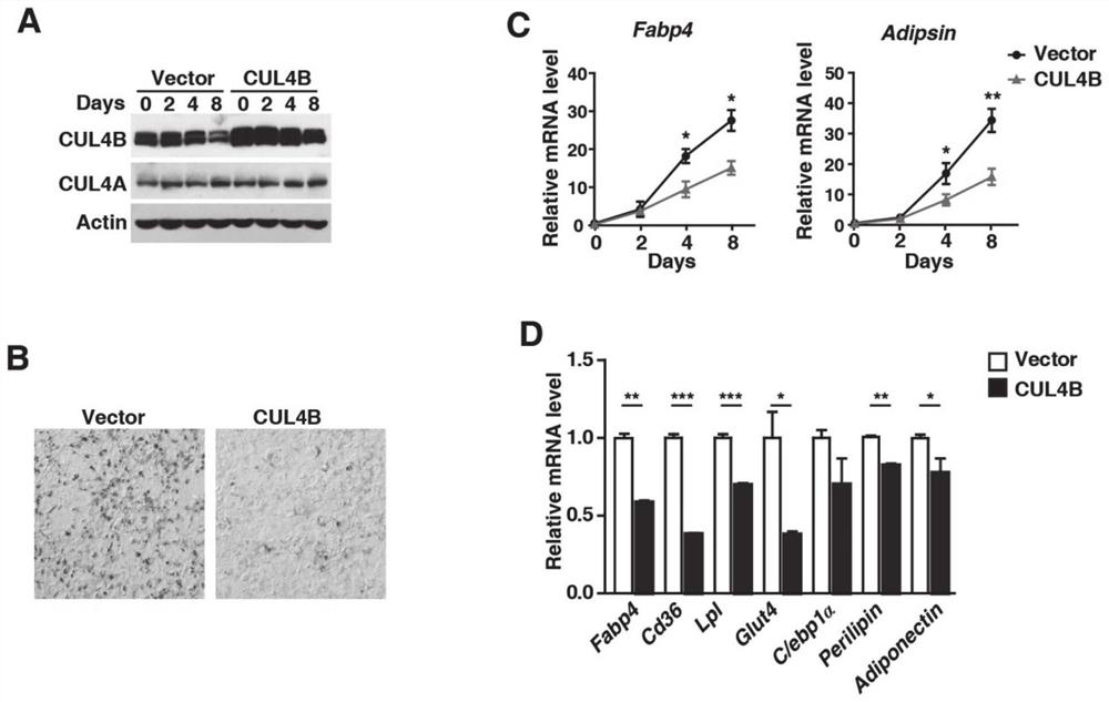 Application of CUL4B in treatment of type 2 diabetes mellitus