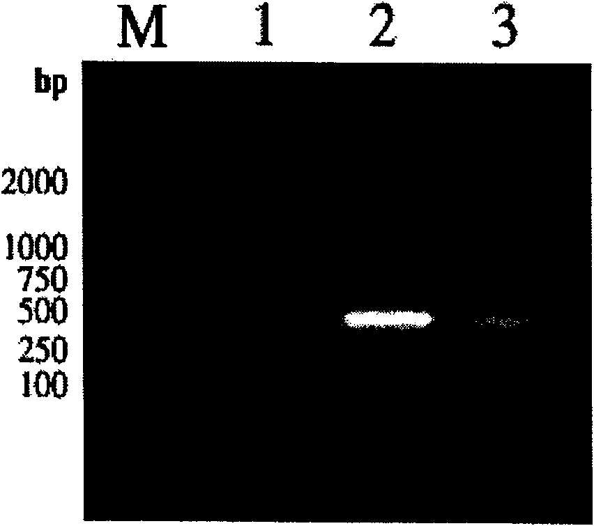 Fishes infectious spleen and kidney necrosis virus gene engineering vaccine and preparation method thereof