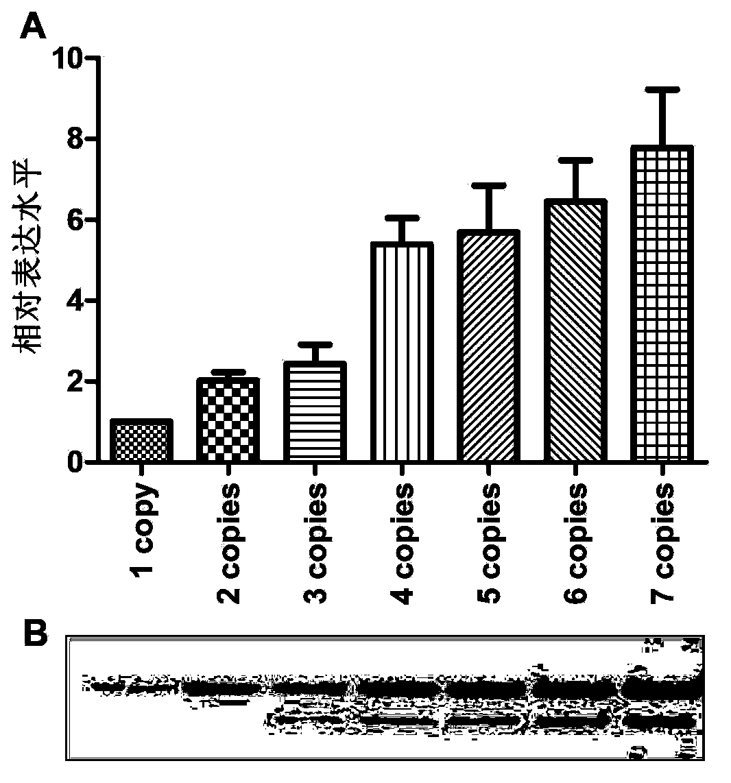 Human papilloma virus (HPV) resistant trivalent vaccine as well as preparation method and application thereof