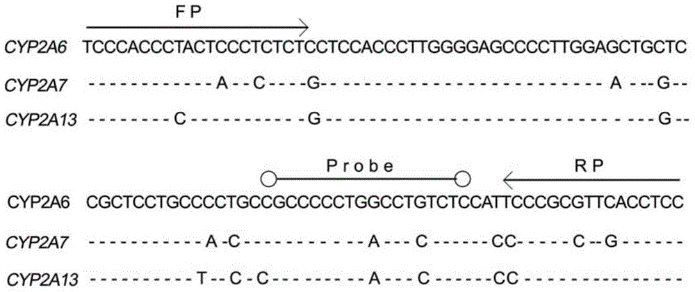 A method for detection of complete gene deletion of cyp2a6 based on fluorescent quantitative PCR