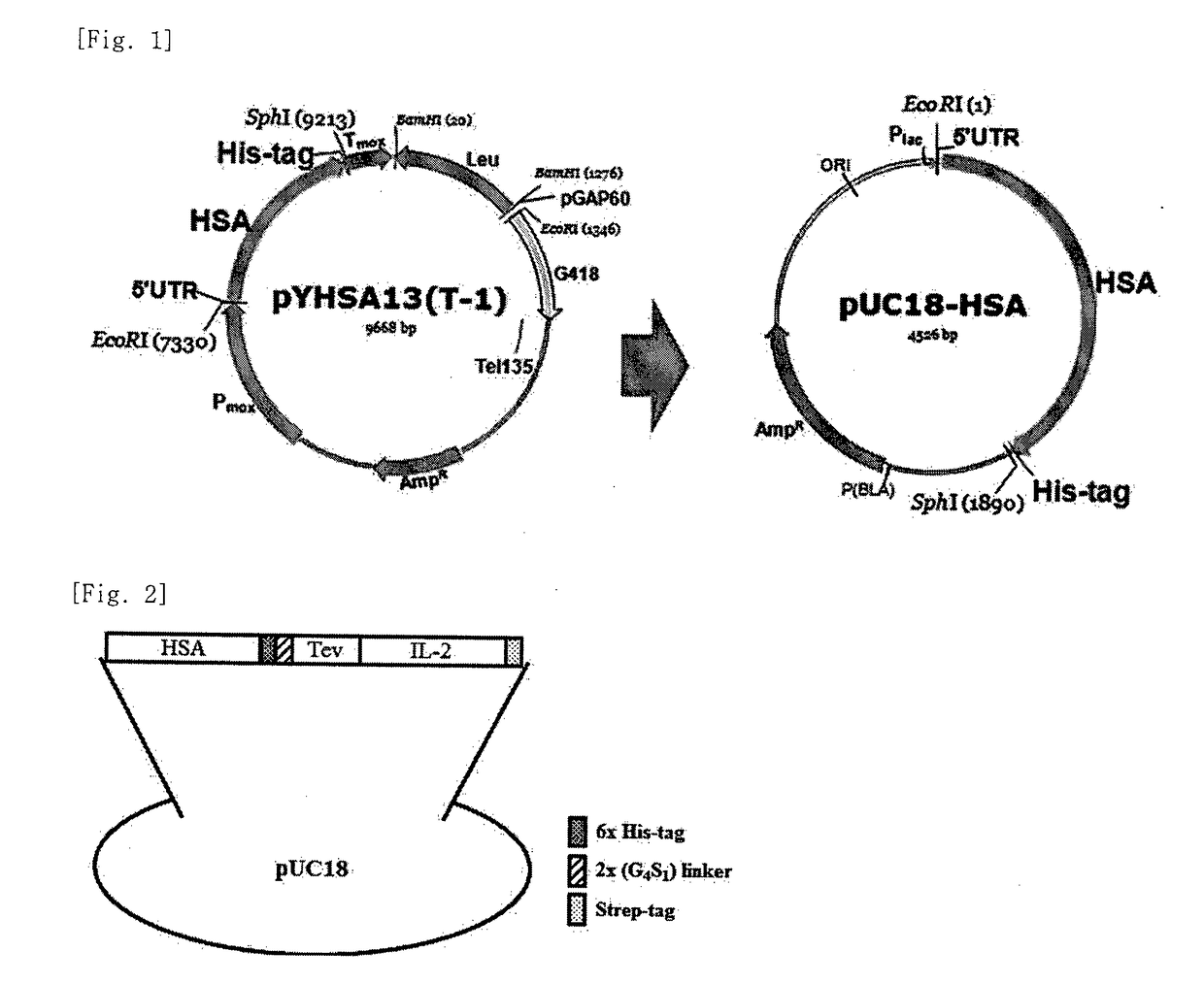 Interleukin-2 expression construct using human serium albumin