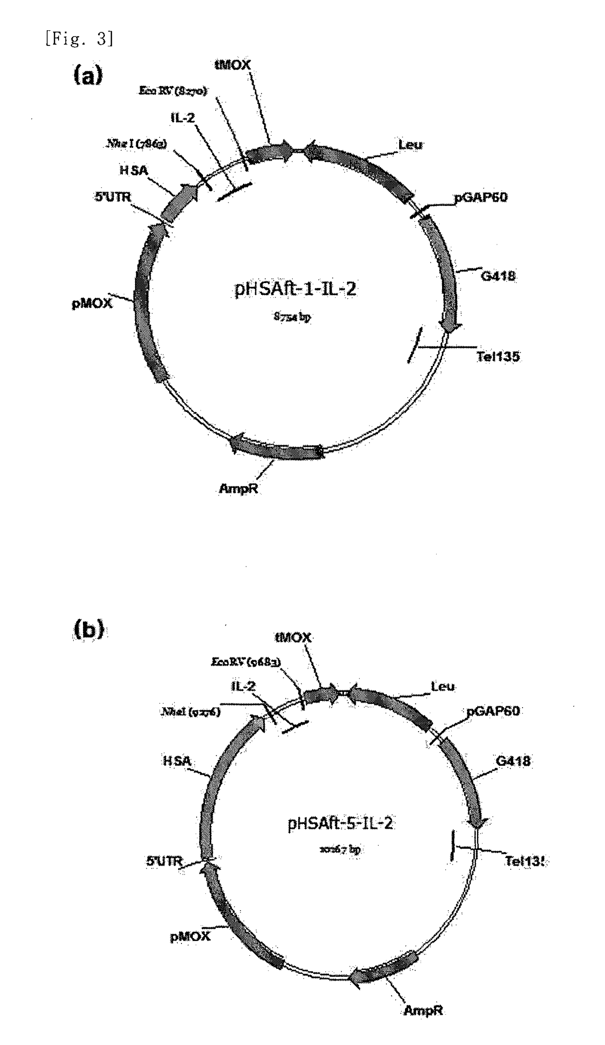 Interleukin-2 expression construct using human serium albumin