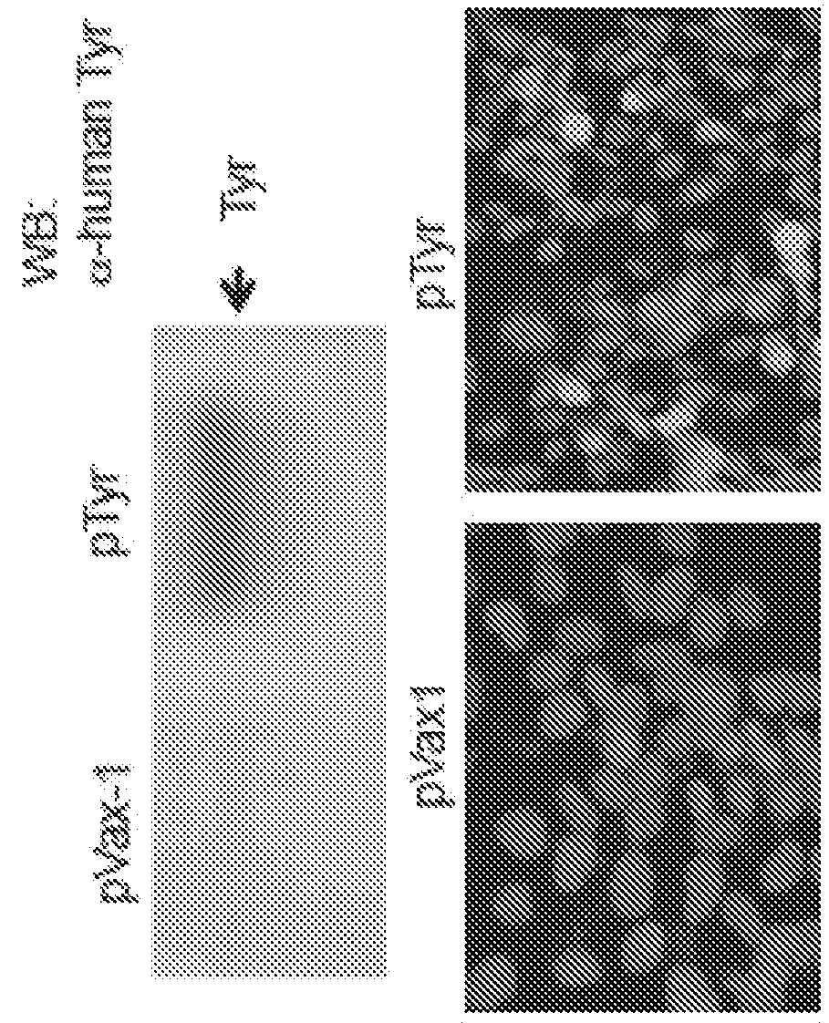 Cancer Vaccines And Methods Of Treatment Using The Same