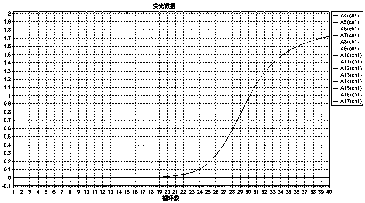 Primer and probe for quantitatively detecting Candida Albicans and application of primer and probe