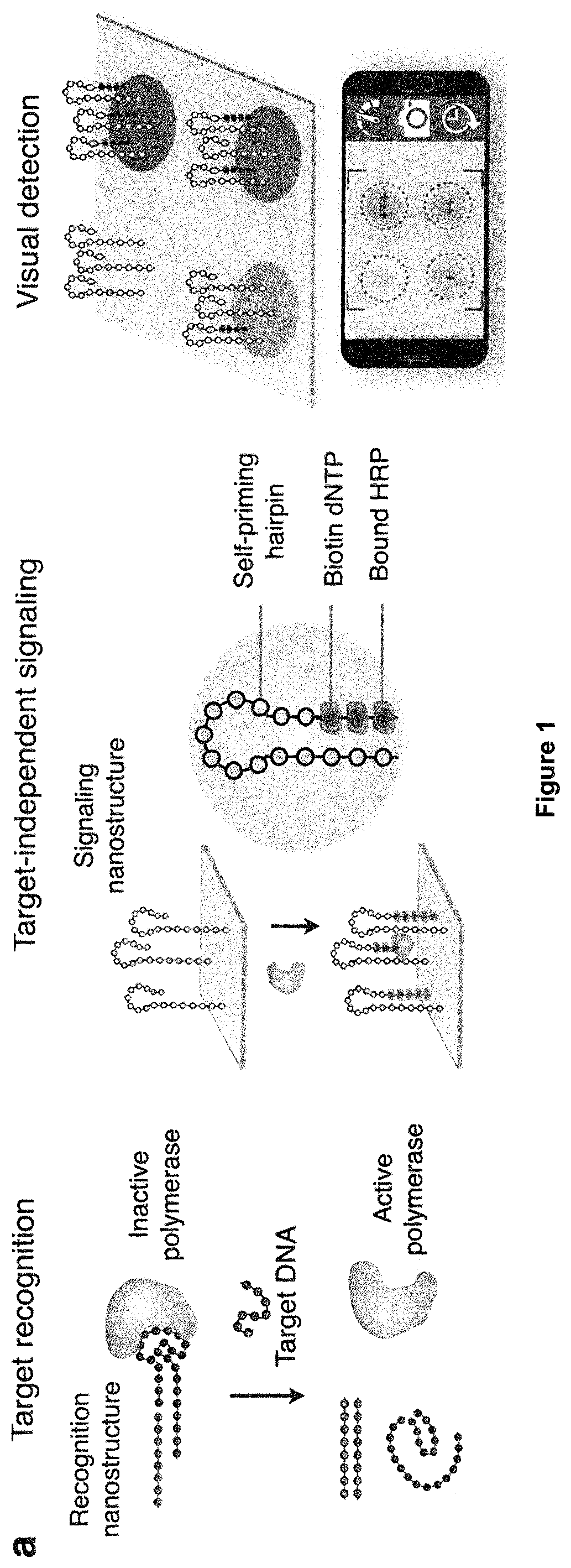 Visual and modular detection of nucleic acids with enzyme-assisted nanotechnology