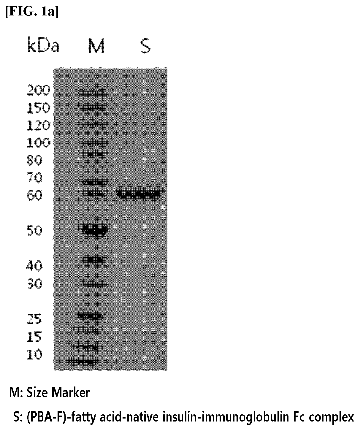 Long acting protein complex having an enhanced efficiency