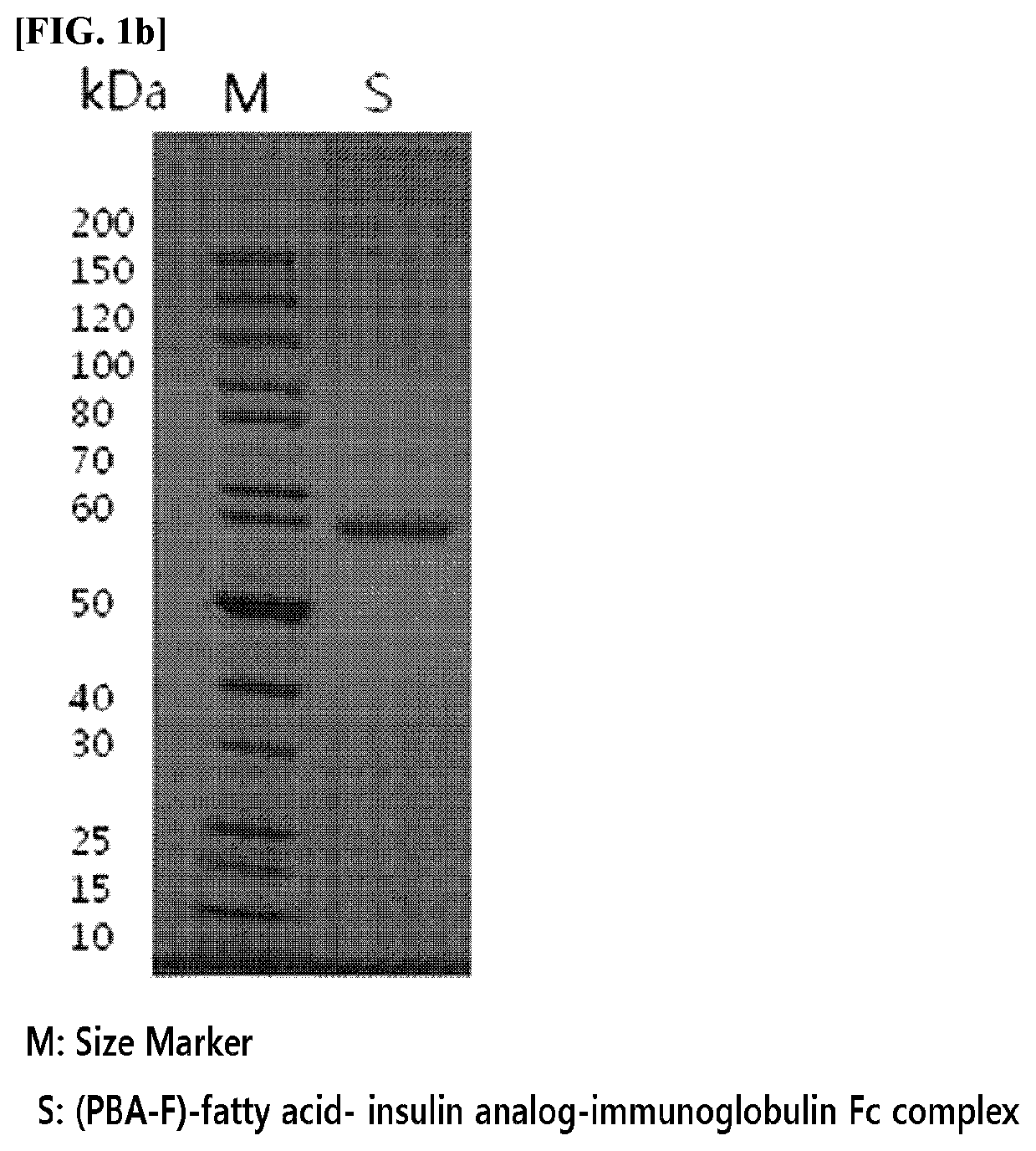 Long acting protein complex having an enhanced efficiency