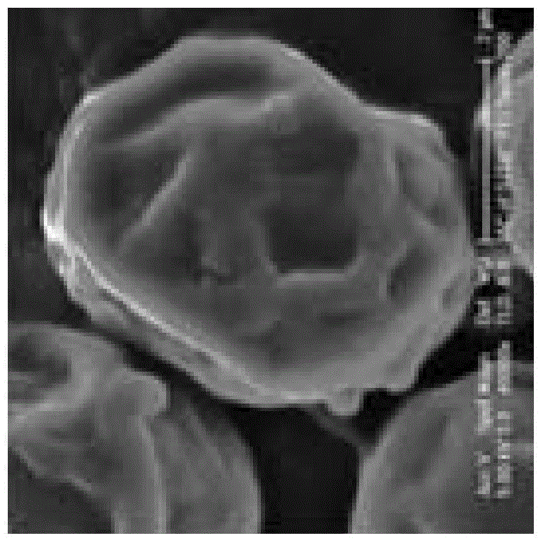 Imnetic algae strain Chlorella sorokiniana HN01 and application thereof