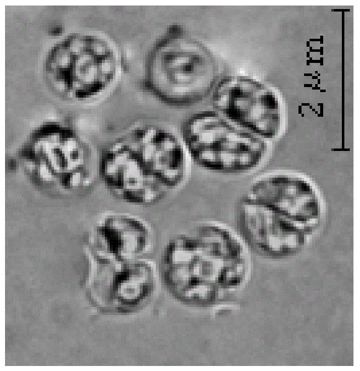 Imnetic algae strain Chlorella sorokiniana HN01 and application thereof