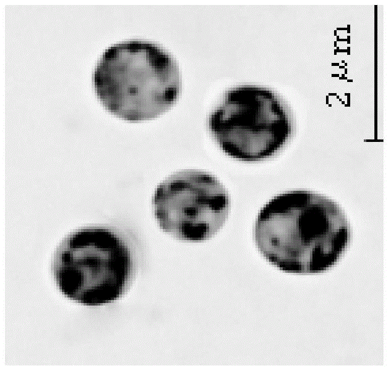 Imnetic algae strain Chlorella sorokiniana HN01 and application thereof