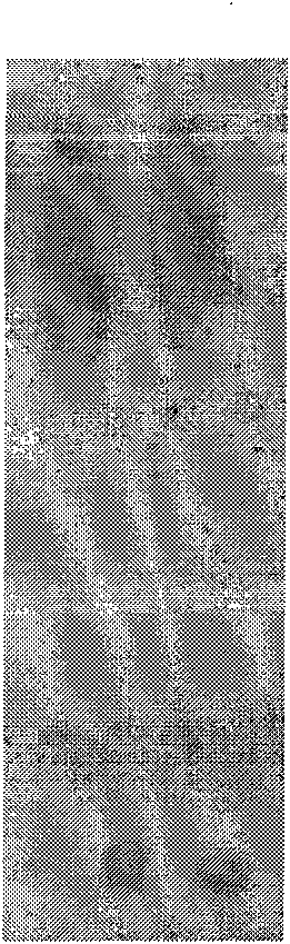 Method for detecting content of trehalose in artemia eggs