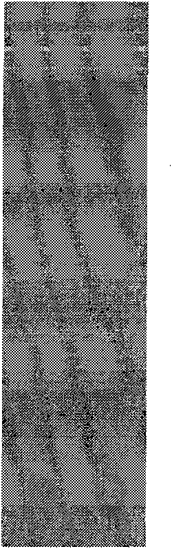 Method for detecting content of trehalose in artemia eggs