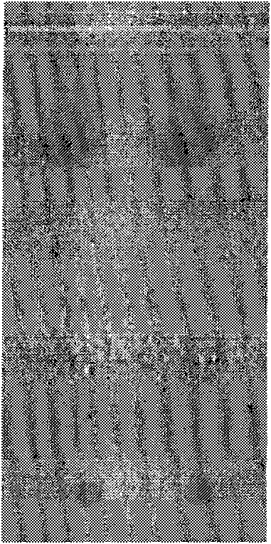 Method for detecting content of trehalose in artemia eggs