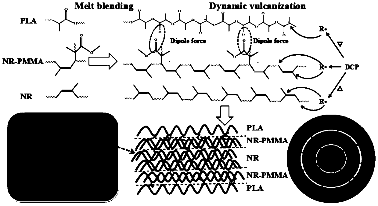 A polylactic acid/tianjia rubber composite material with balanced rigidity and toughness and its preparation method