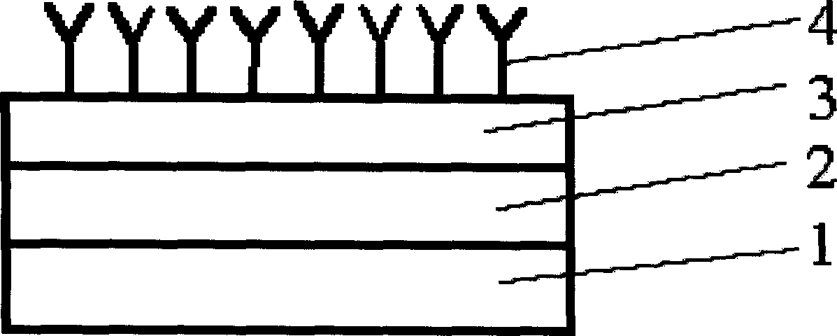 Micro-array protein chip and making method thereof