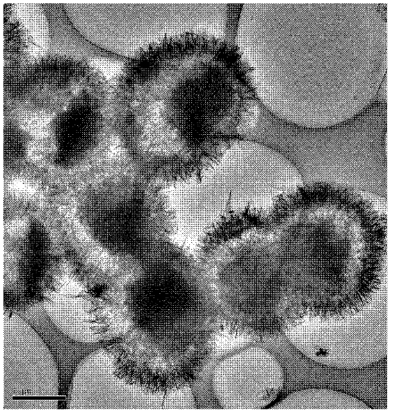 Preparation method of multi-level structure magnesium borate hollow microspheres