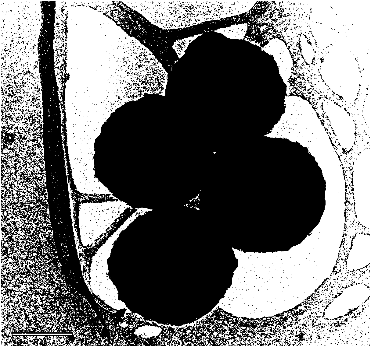 Spherical nitrogen-doped carbon/titanium oxide double-shell coated titanium oxide/sulfur lithium-sulfur battery positive electrode material and preparation method thereof