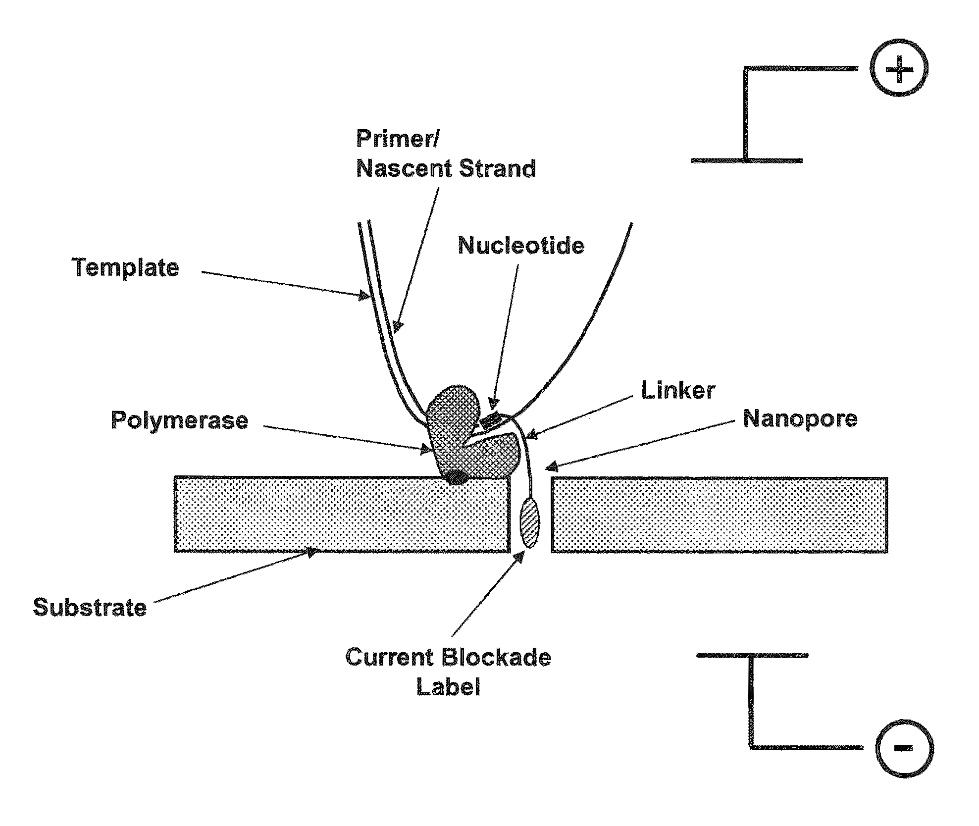 Nanopore sequencing using charge blockade labels