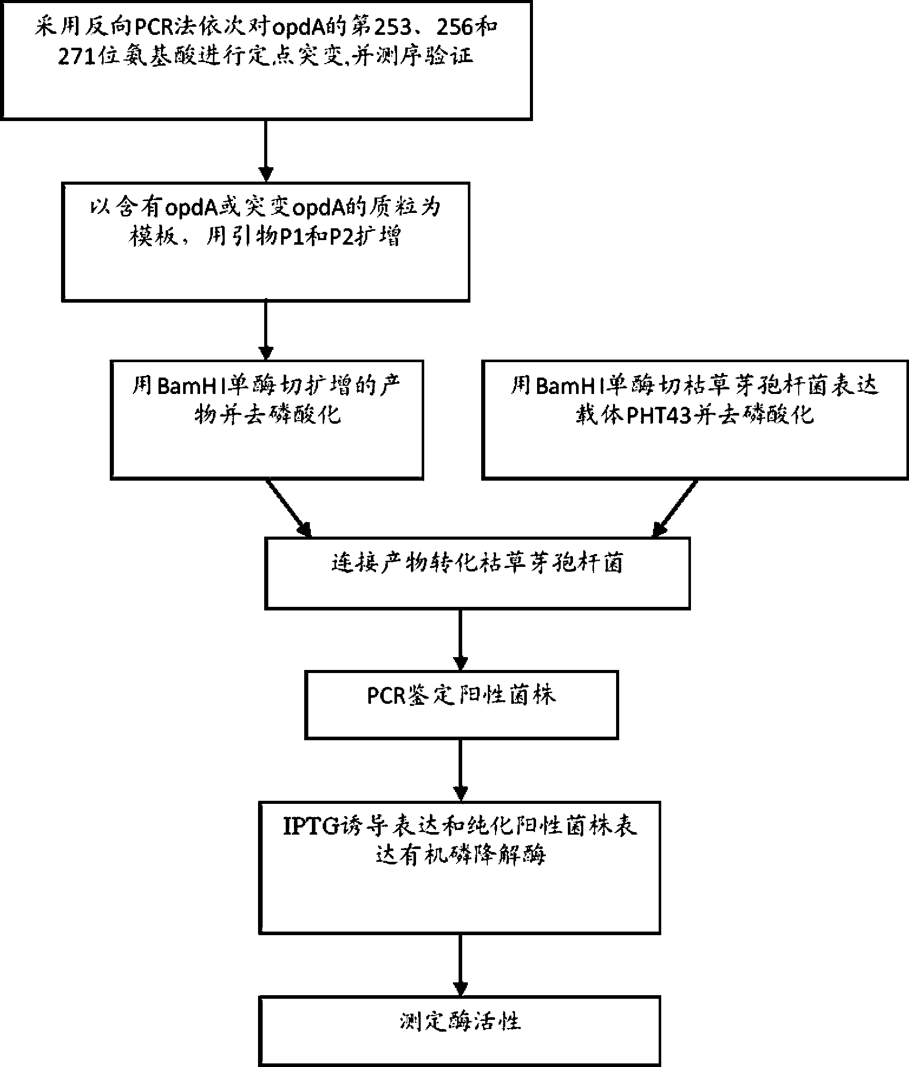 Organophosphorus pesticide degrading enzyme gene and application thereof