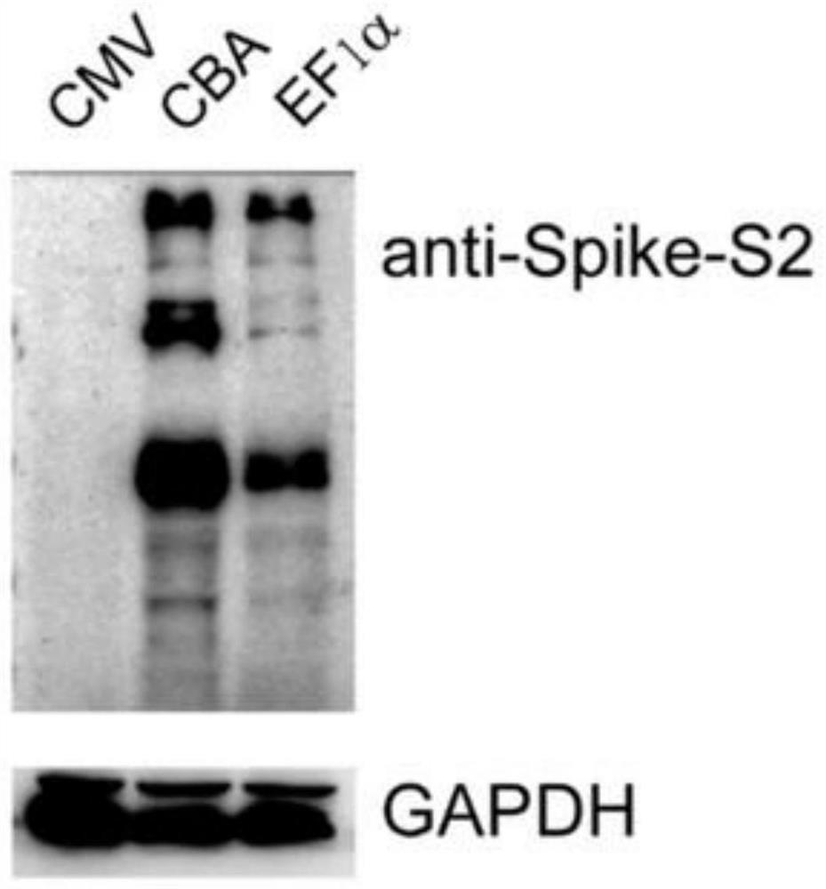 A kind of pseudovirus, its packaging method and drug evaluation system