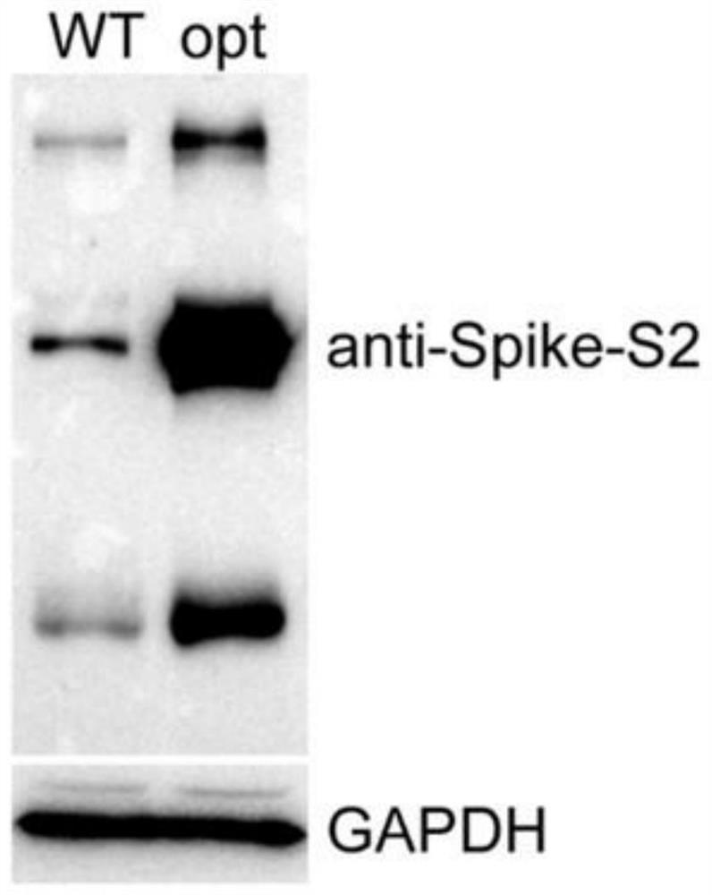 A kind of pseudovirus, its packaging method and drug evaluation system