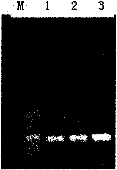 Method for quickly extracting and preserving silica gel membrane type DNA