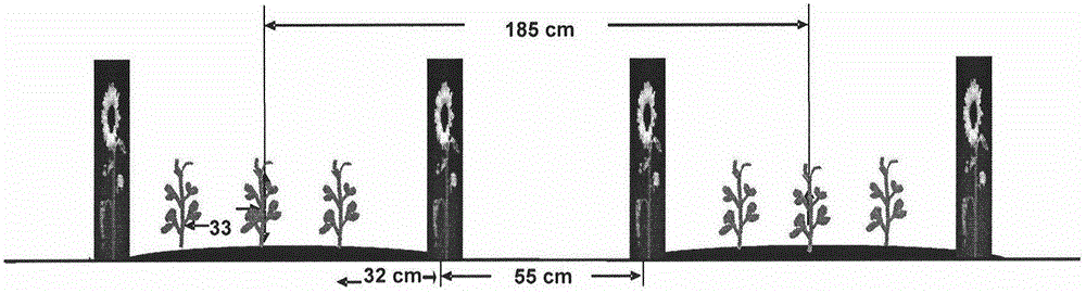 Planting method for interplanting pea before sowing of sunflower