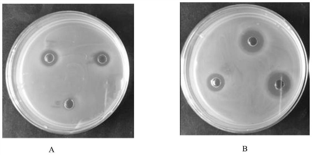 Preparation method of snakehead epidermal mucus antibacterial peptide