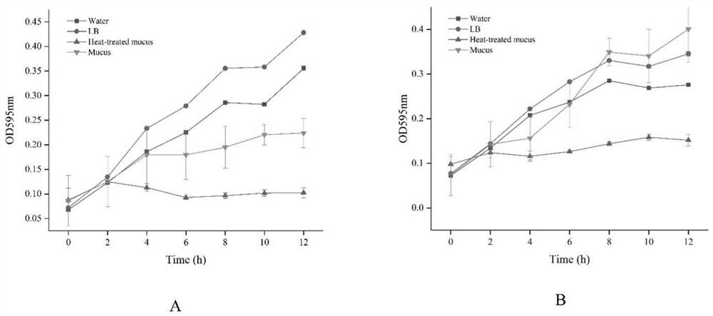 Preparation method of snakehead epidermal mucus antibacterial peptide