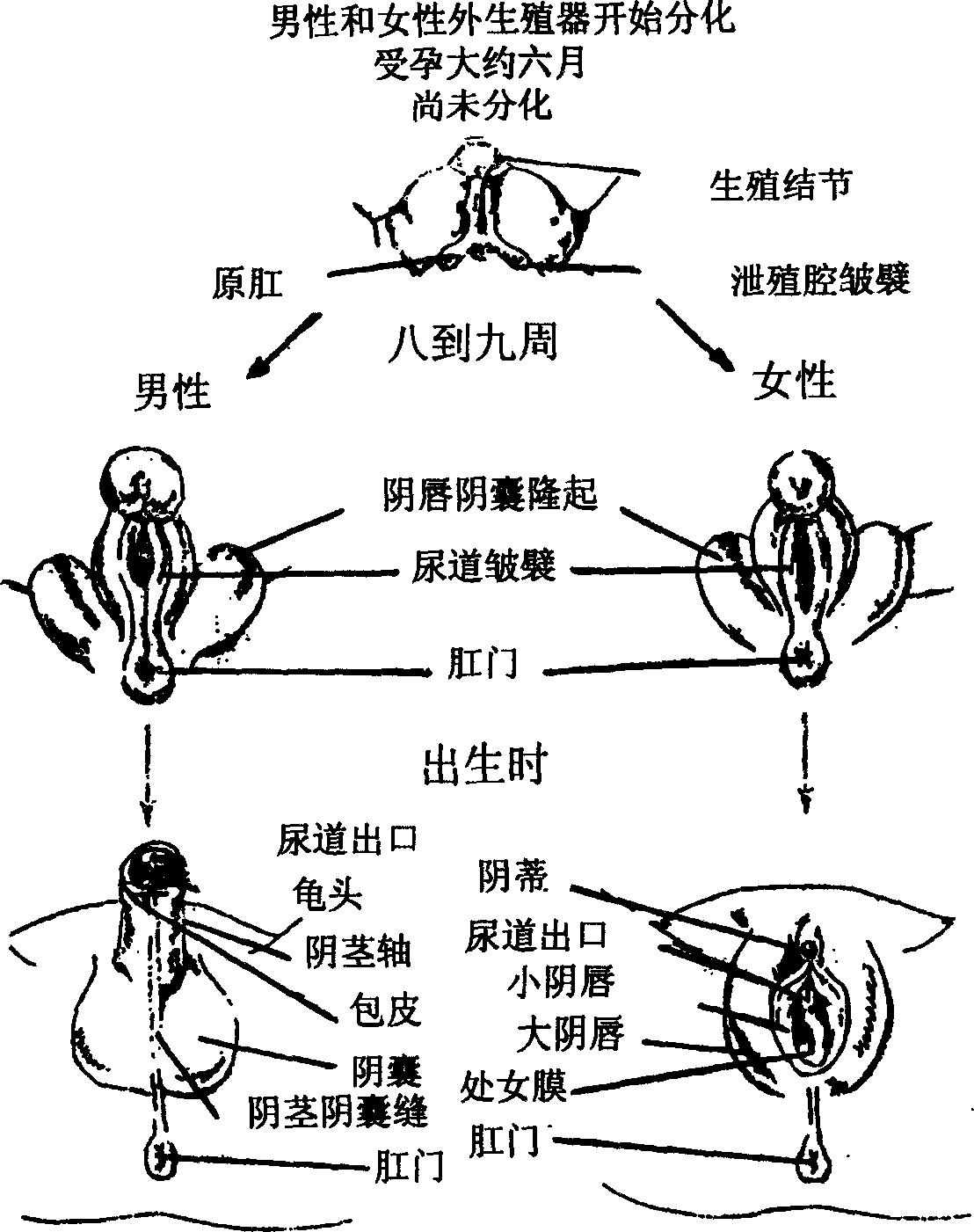 Asexual cultivation method of female wood frog