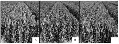 Molecular marker for rapid detection of high-yield gene of Thinopyrum elongatum and its application