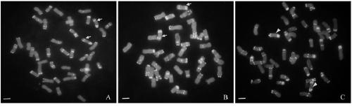 Molecular marker for rapid detection of high-yield gene of Thinopyrum elongatum and its application