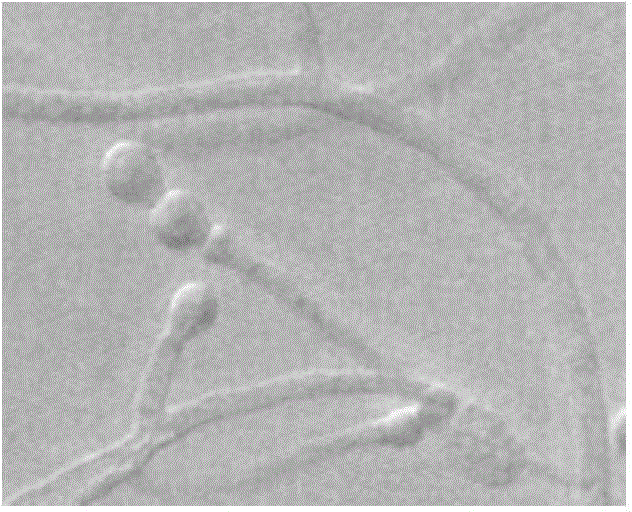 Monascus cheese, monascus purpureus and culture method of monascus purpureus