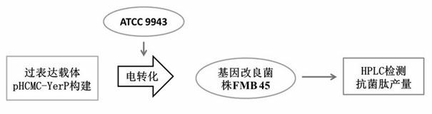 Method for increasing yield of antibacterial peptide of bacillus subtilis through overexpression of yerP gene