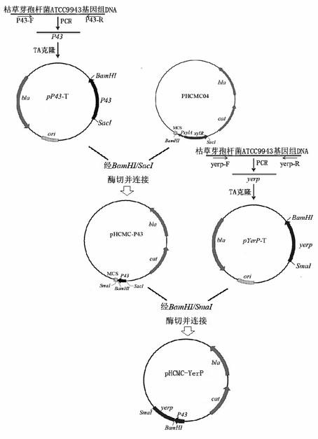 Method for increasing yield of antibacterial peptide of bacillus subtilis through overexpression of yerP gene