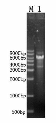 Method for increasing yield of antibacterial peptide of bacillus subtilis through overexpression of yerP gene