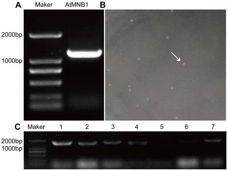 Gene for restoring cadmium contaminated soil and improving cadmium tolerance of plants and application of gene