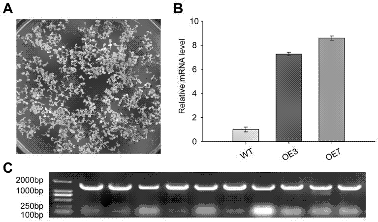 Gene for restoring cadmium contaminated soil and improving cadmium tolerance of plants and application of gene