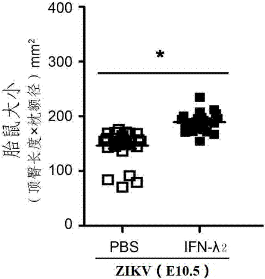 Novel application of IFN-lambda in Zika virus infection