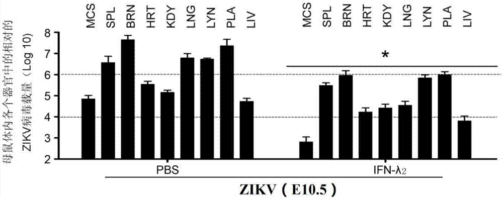 Novel application of IFN-lambda in Zika virus infection